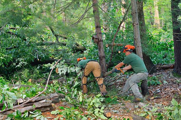 The Steps Involved in Our Tree Care Process in St Joseph, MI